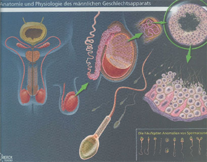 anatomie_geschlechtsapparat_mann.jpg