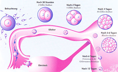 befruchtung.jpg