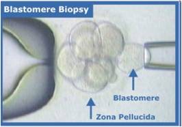 blastomere.jpg