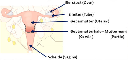 geschlechtsorgane_frau.jpg