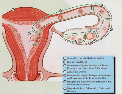 natuerliche_empfaengnis.jpg