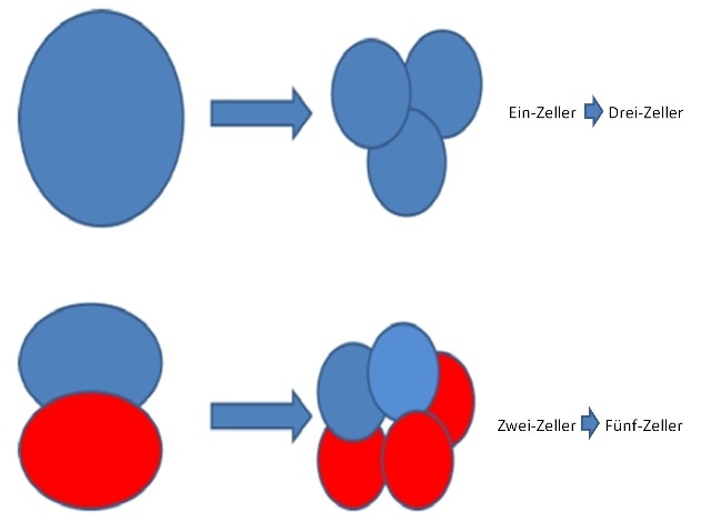 mehrfachteilung