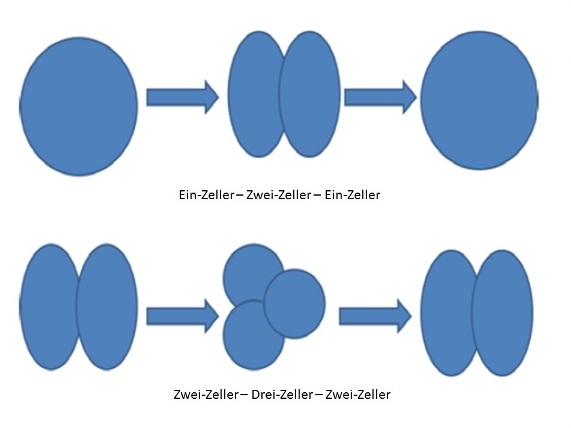 rueckwaertsteilung